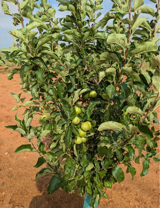 frutales-ecologicos-plantacion-joven.webp