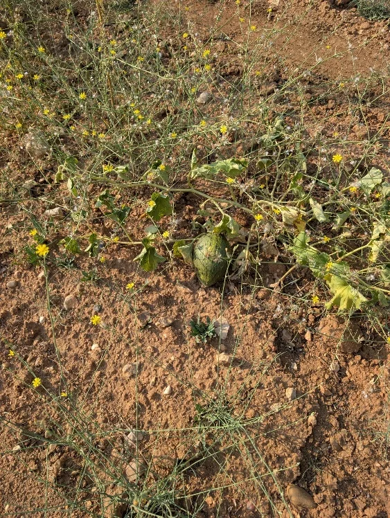 melon-ecologico-secano-tierra-roja.webp