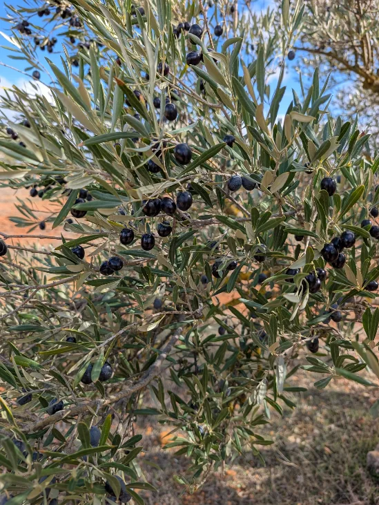 olivo-ecologico-aceitunas.webp